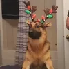 adm_wolfz