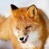 fox.23.07.90