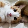 blepitty
