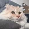 Bip