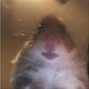 el.hamster
