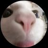 wtf_us_name