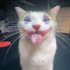 asyashkaw
