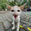 kcwko