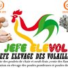 investir_au_congo