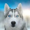 hasky09