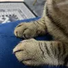 ketiakkucing