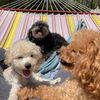 the_curly_crew