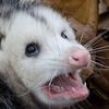 koalacutiebby