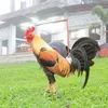 wahyuslgk