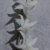 ninoyen