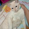 nana520054