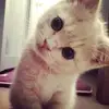 arumm_dps