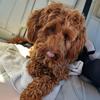 teddycavapoo01