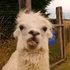 ju_lem05