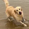 murphydog2525