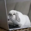 human_calm