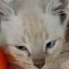 soyleila15