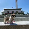 snoopyl3ajiba
