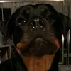 dieterko