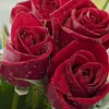 hanan_ali26
