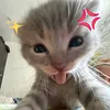 alisa_mart