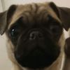 pugsitalover
