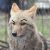 sodawoof