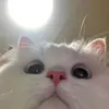 panggi.biasalah