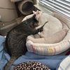 guccicats__