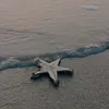 starfishandturtle