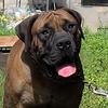 edkboerboele