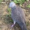 burung.terkuku