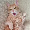 nathaniel_the_cat