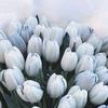 elnaa_0927
