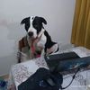 rqader
