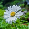 thanhvan081997