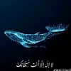 a_ty24