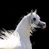 قرش البحر