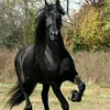 cristiionut247