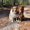 3australianshepherds