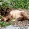 user31oksana