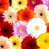 sarahjane_smile