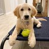 Rookie the Golden Pupperoo