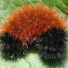 woolybear8