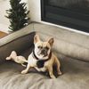 nila.the.angelpup