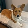henry.the.corgi