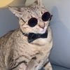 Federico El Gato