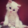 dudaaffs_
