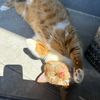 meowmeow223455